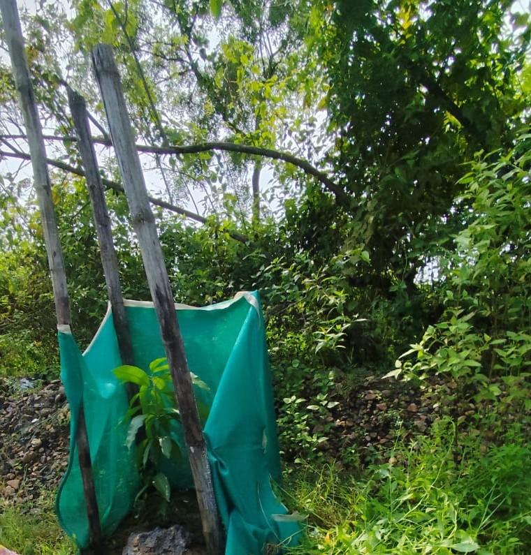 19 new lives planted in Odisha! 🌿 Under the One Teen One Tree initiative.